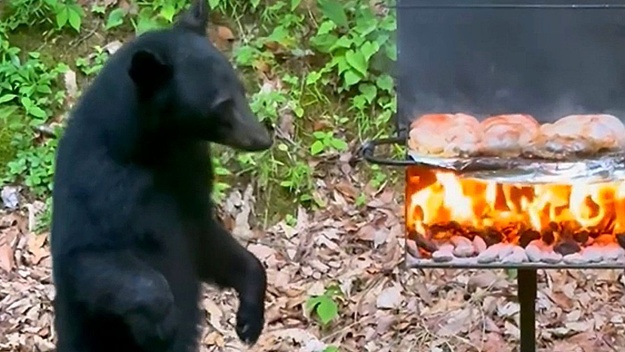 Tierischer-Grillmeister-B-renjunges-unterbricht-Familien-Barbecue-in-Tennessee