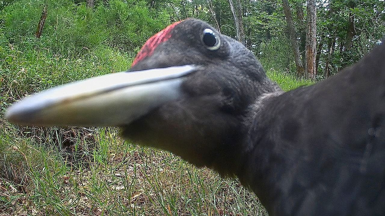 Knock-knock-Black-woodpecker-attacks-trail-camera-in-Germany