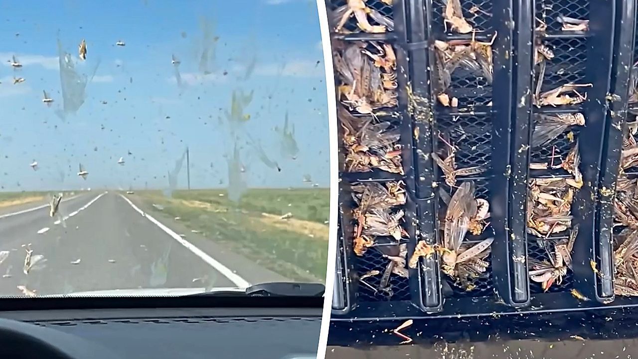 Locust swarm engulfs car in Dagestan
