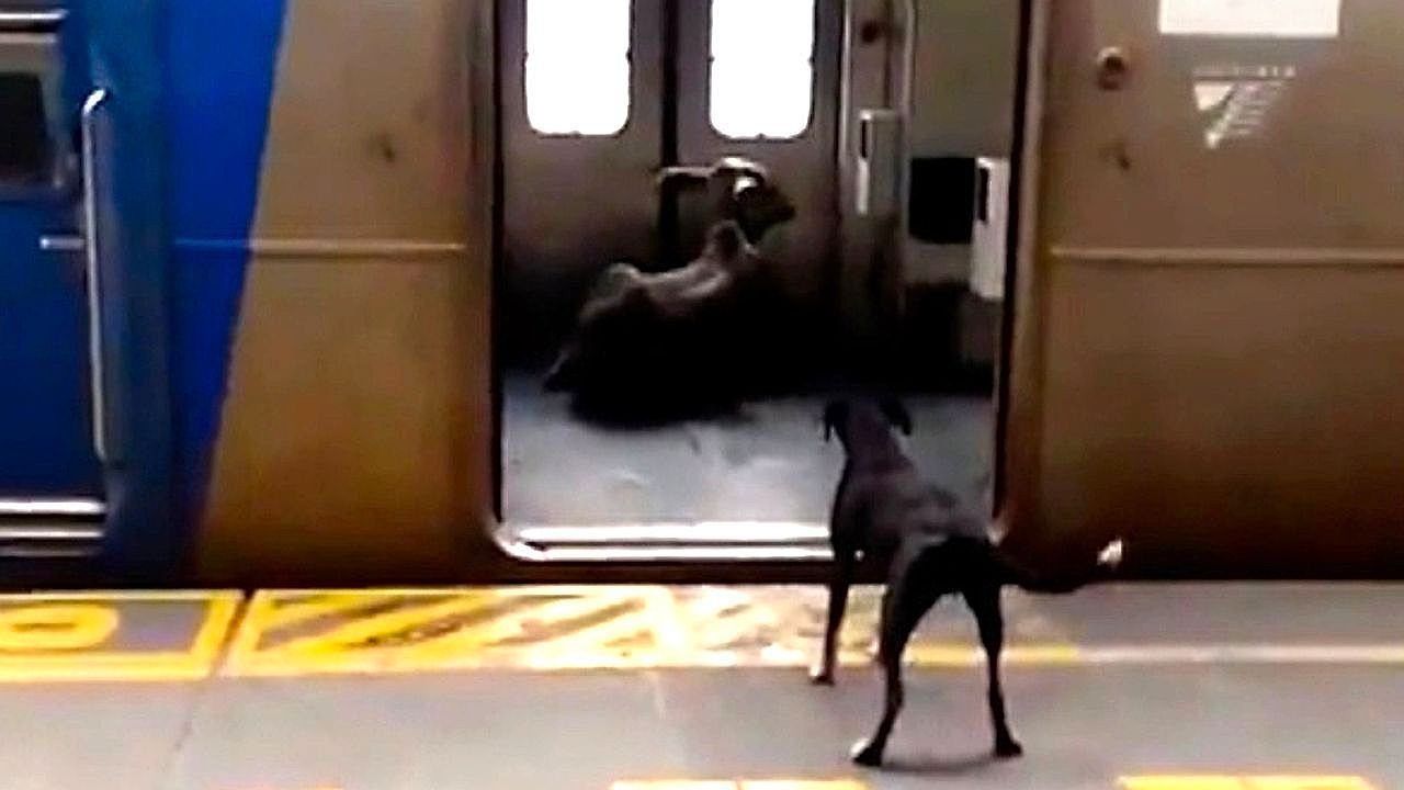 Video: Terrified cow chased by playful dog climbs aboard train to escape