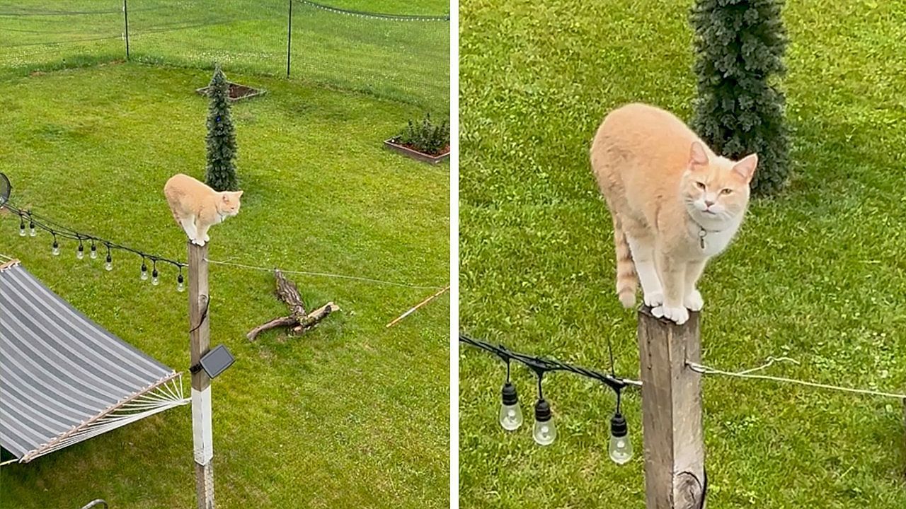 Video: Keine Bergziege: Kater „Pierre“ bringt sich auf Pfosten in Schwierigkeiten