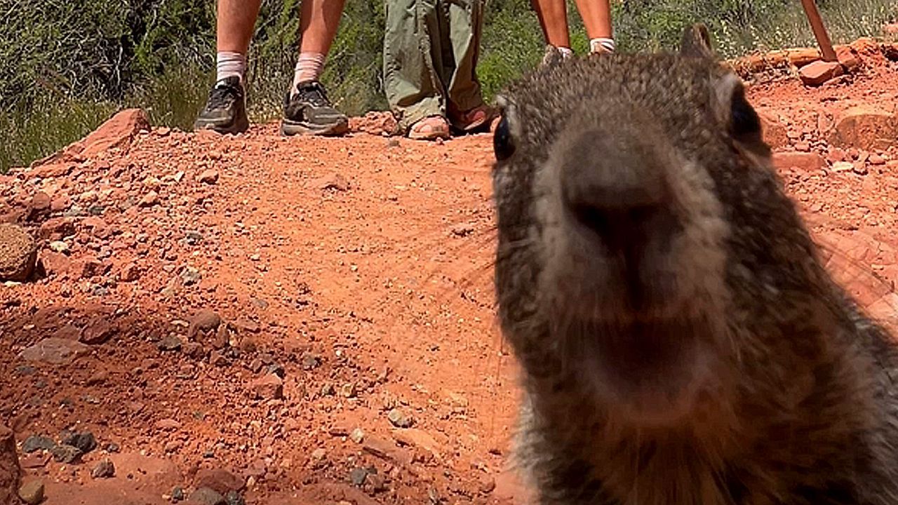 Video: Pelziger Störenfried: Neugieriges Eichhörnchen crasht Gruppenfoto von Wanderern