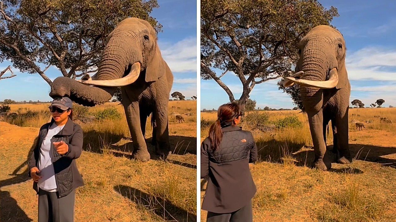 Video: Kappe gegen Leckerli: Frecher Elefant spielt mit Besucherin in Simbabwe