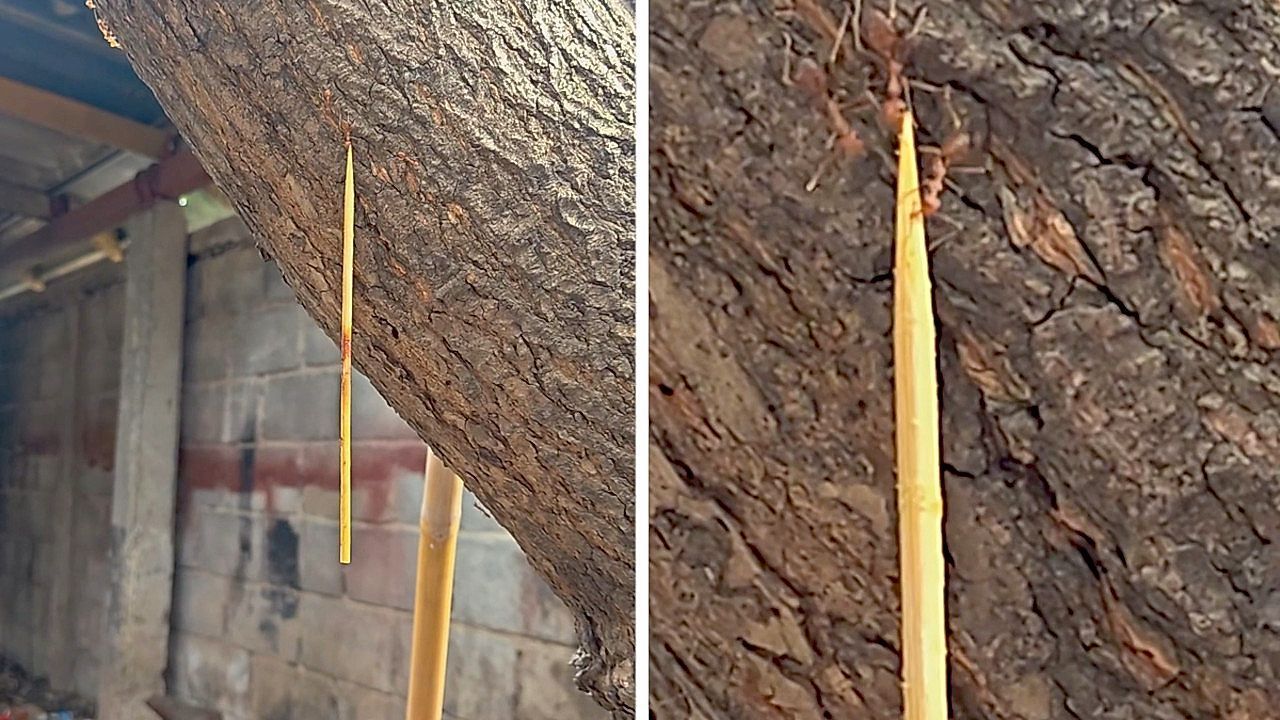 Video: Starkes Team: Ameisen schleppen Grillspieß einen Baum hinauf