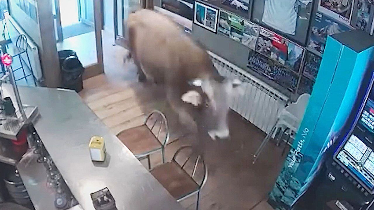 Video: Ungebetener Gast: Stier kapert spanisches Café