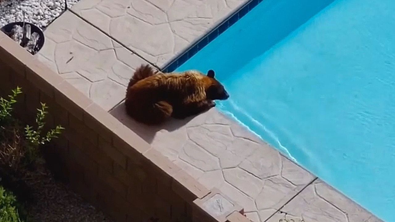 Video: Durstiger Besucher: Bär schleicht sich in Garten und trinkt aus dem Pool