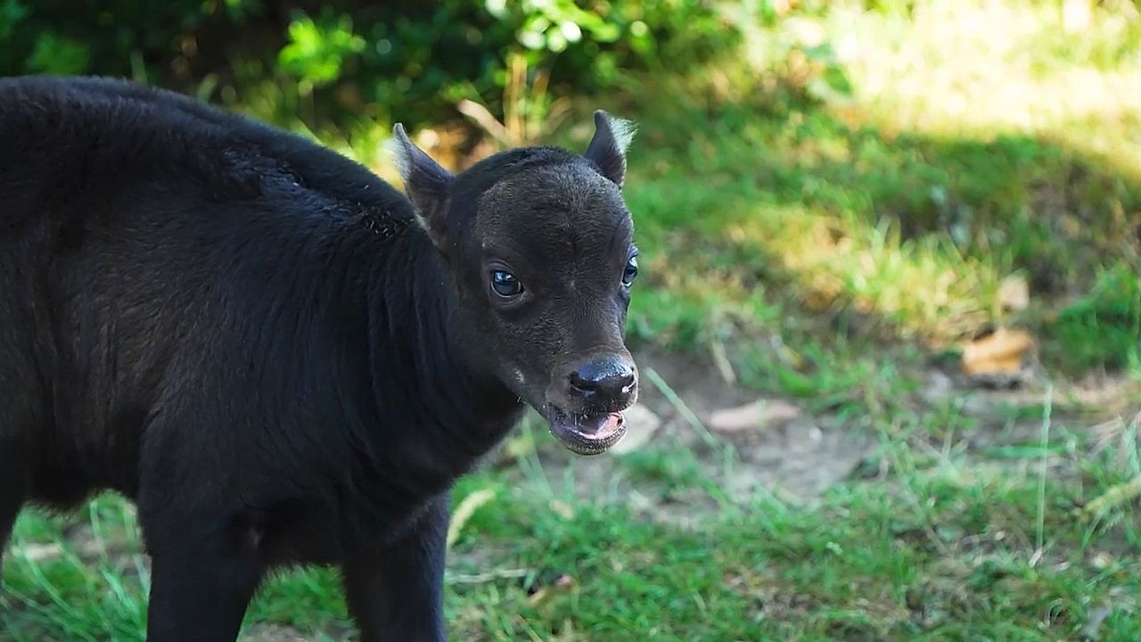 Video: Mini-Büffel: Seltener Anoa im Chester Zoo geboren