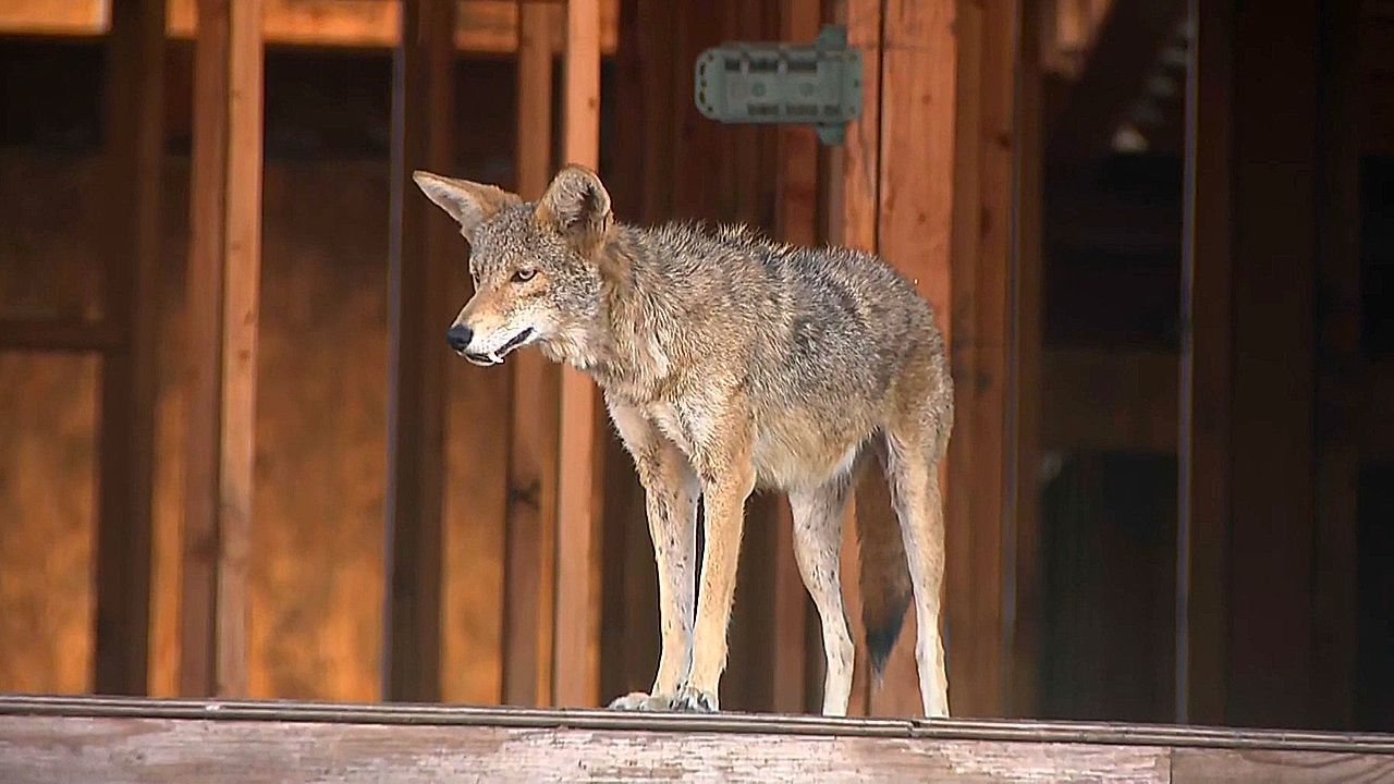 Video: Wilde Untermieter: Kojoten-Rudel macht Bauruine in West Hollywood zur Höhle