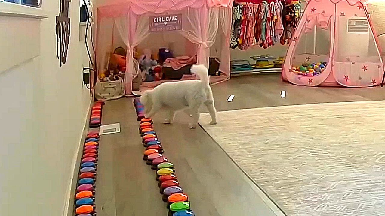 Video: Knopfdruck genügt: Hund ruft sein Frauchen bei der Arbeit an