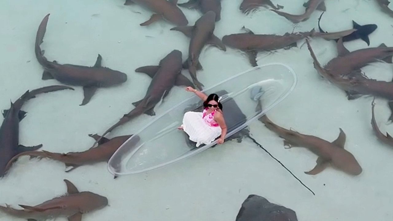 Video: Tuchfühlung mit Raubtieren: Touristinnen sonnen sich zwischen Ammenhaien