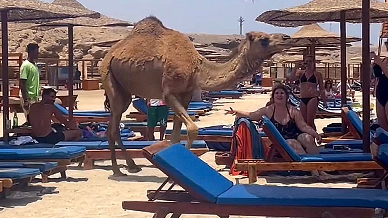 Video: Überraschungsgast am Strand: Kamel mischt sich in Ägypten unter Badegäste