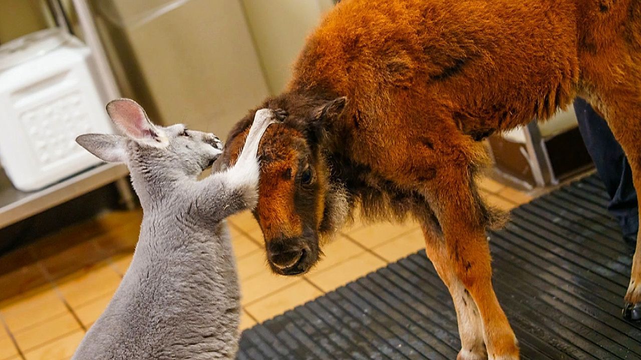 Video: Ungleiches Freundespaar: Bisonkalb Gertie und Känguru Penny sind unzertrennlich