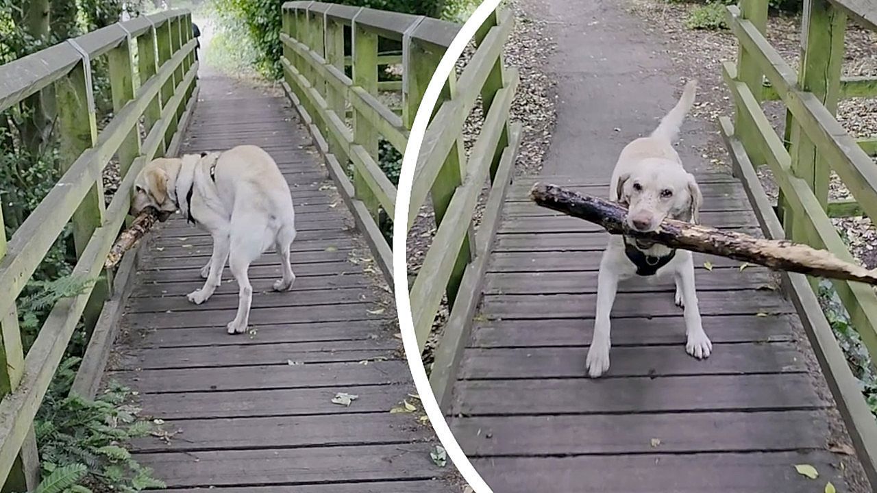 Video: Cleverer Trick: Labrador bleibt mit Riesenstock hängen – und dreht den Spieß um