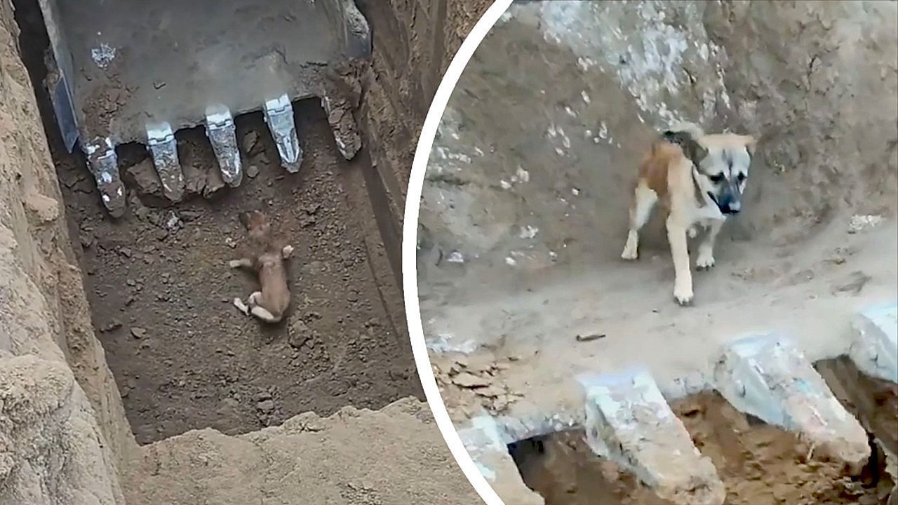 Video: Bagger als Retter: Bauarbeiter holen Hund aus tiefer Grube in China
