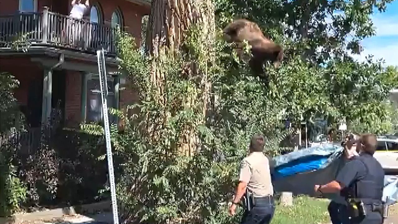 Video: Polizei muss anrücken: Bär sitzt in Wohngebiet auf Baum fest