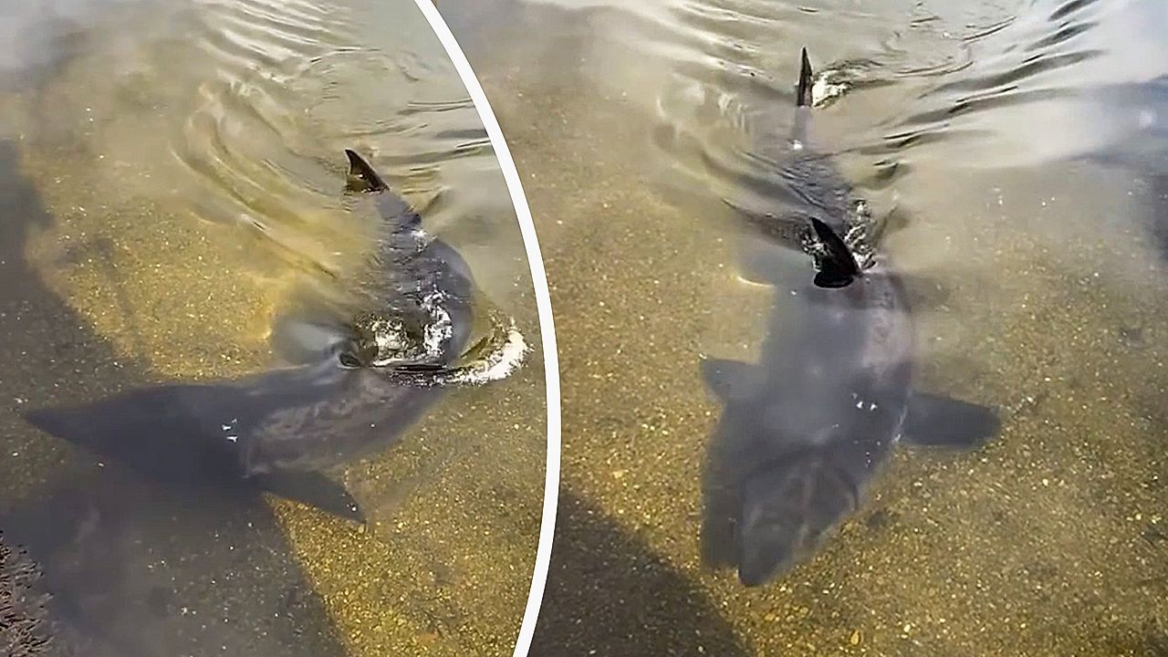 Video: Seltener Gast: Riesenhai schwimmt direkt am Pier in Schottland vorbei