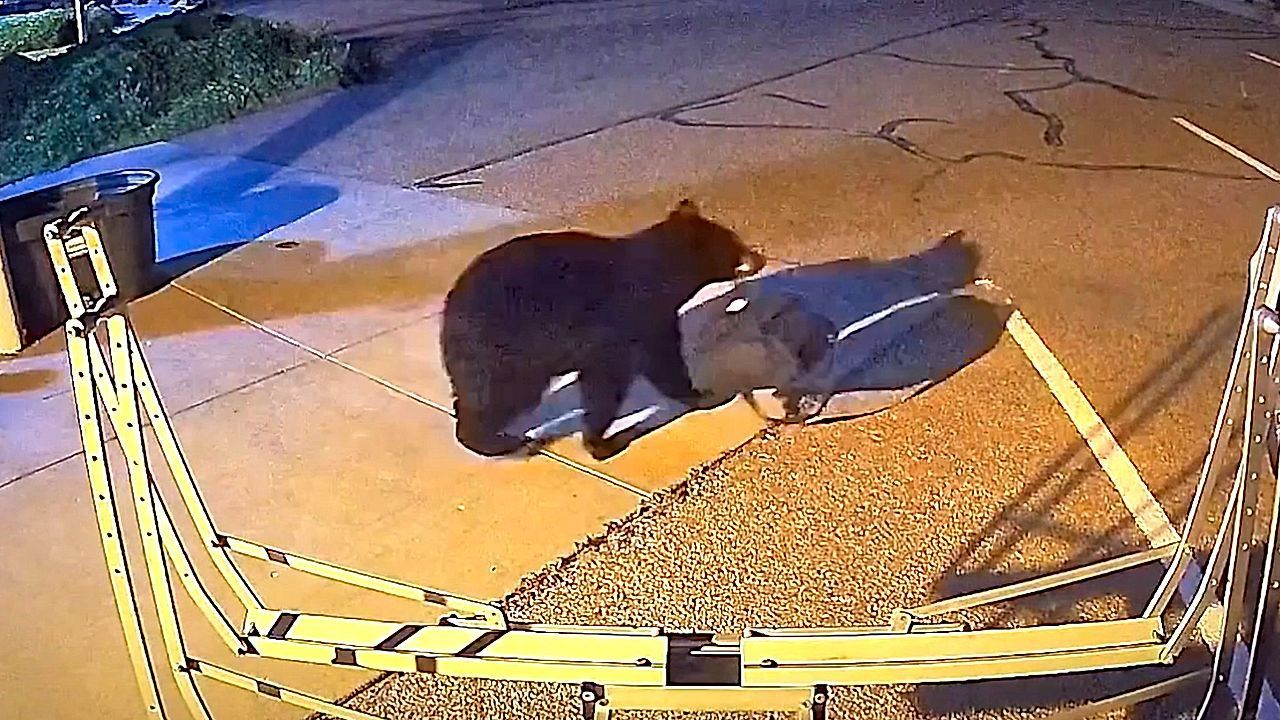 Video: Dreister Dieb: Bär klaut Tasche aus Feuerwache in Colorado
