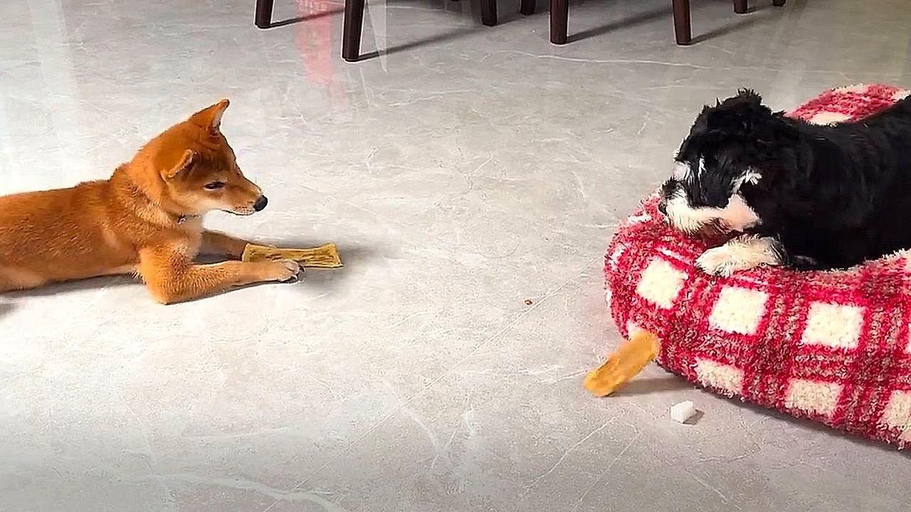 Video: Ein Blick genügt: Zwei Hunde tauschen wie auf Kommando ihre Leckerlis