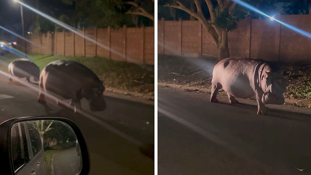 Video: Schwergewichte auf Streifzug: Nilpferde spazieren durch südafrikanische Kleinstadt