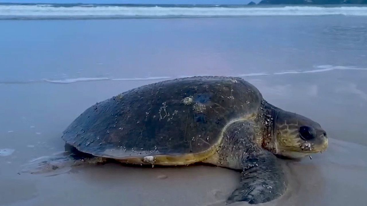 Video: Kraftlos im Sand: Rettungsschwimmer bergen 50-Kilo-Schildkröte in Thailand