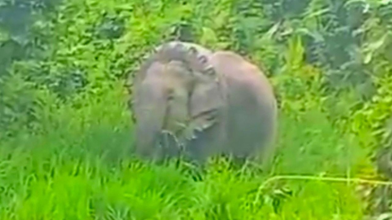Video: Reifen am Hals: Indische Waldhüter befreien Elefanten in Not