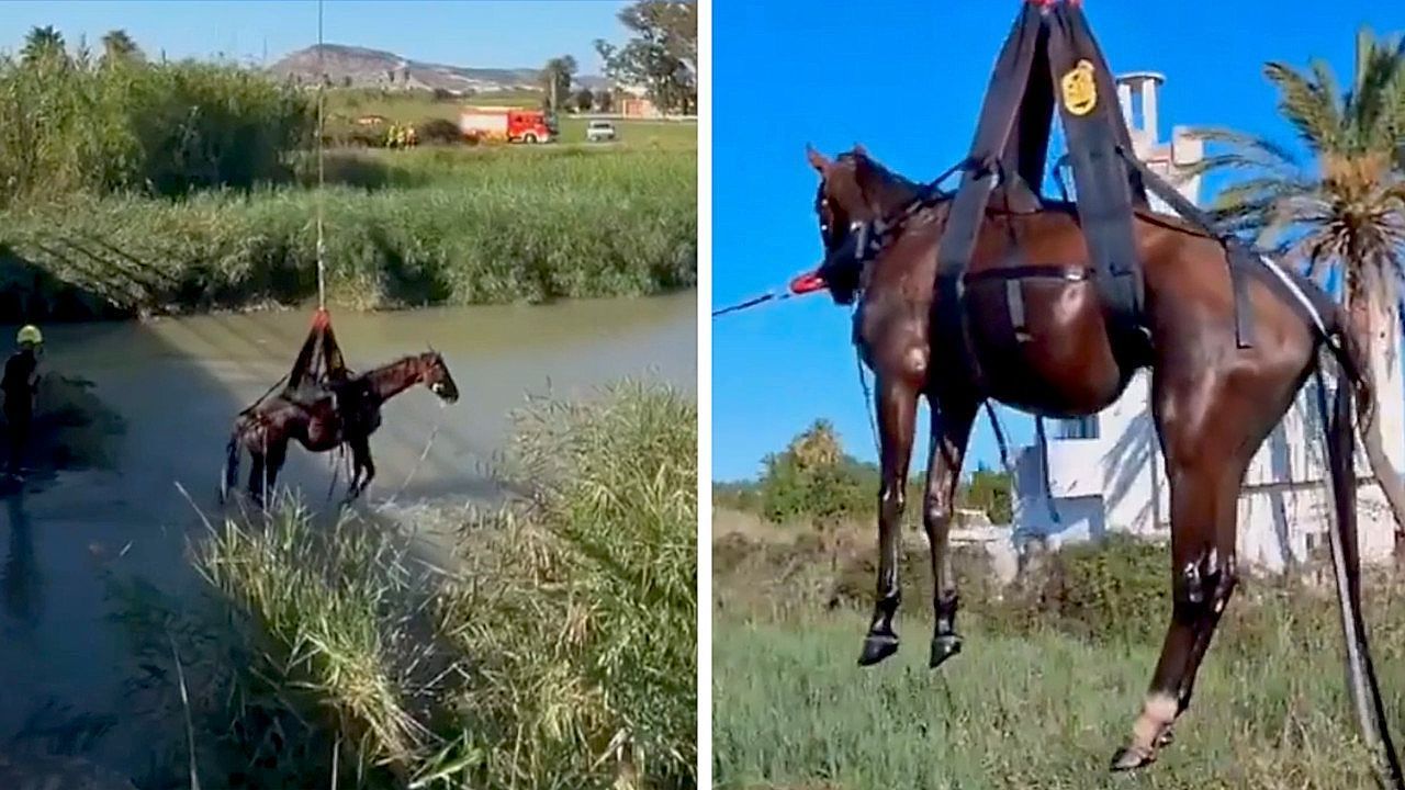 Video: Aus dem Wasser gehoben: Spanische Feuerwehr rettet Pferd per Hubschrauber