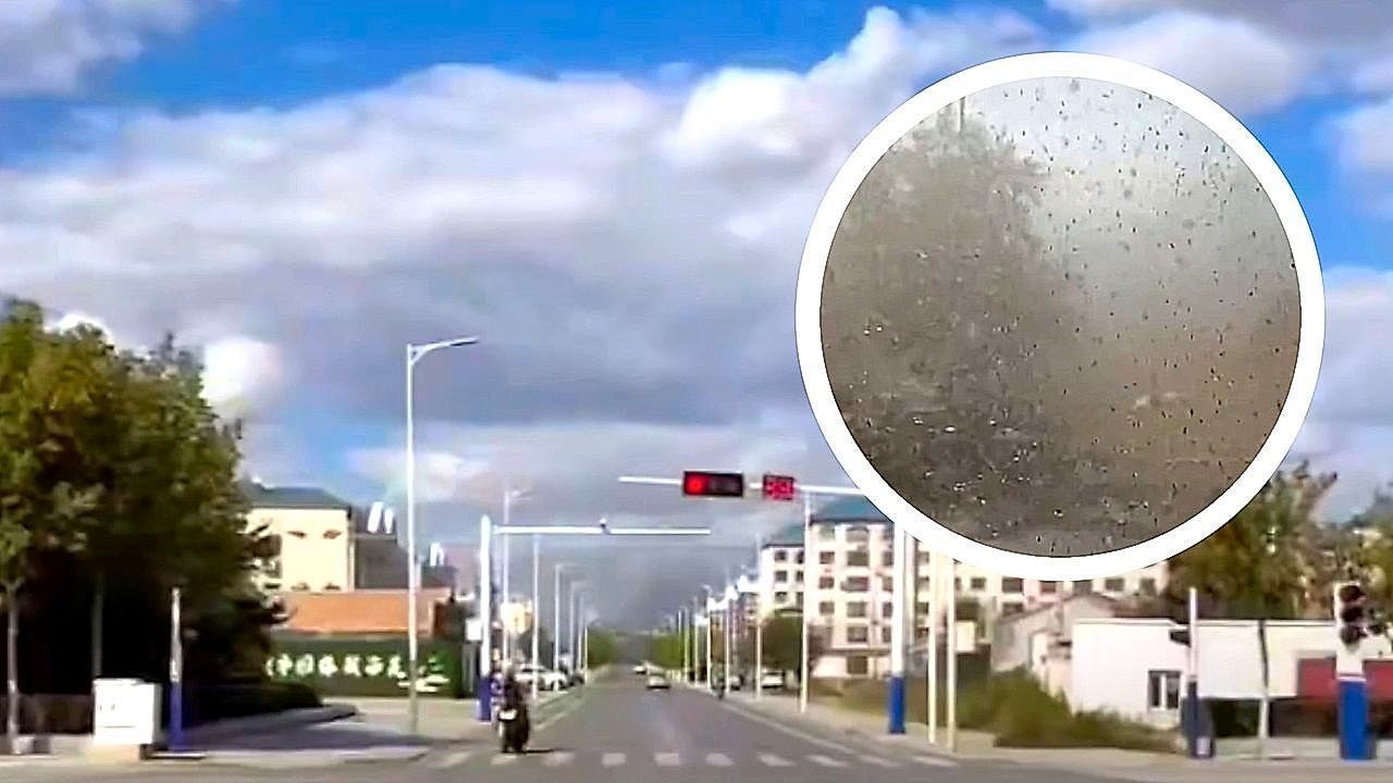 Video: Tag wird zur Dämmerung: Riesiger Insektenschwarm verdunkelt Himmel über China