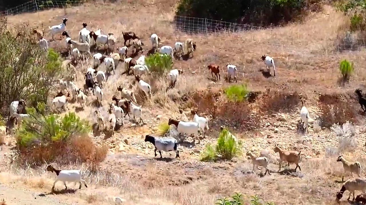 Video: Grasende Brandschützer: 400 Ziegen machen Militärbasis in San Diego feuersicher