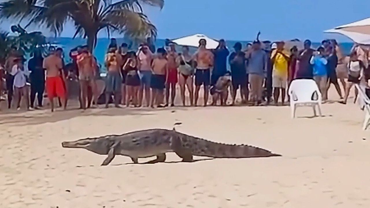 Video: Krokodil am Strand: Reptil spaziert direkt an Badegästen in Kolumbien vorbei