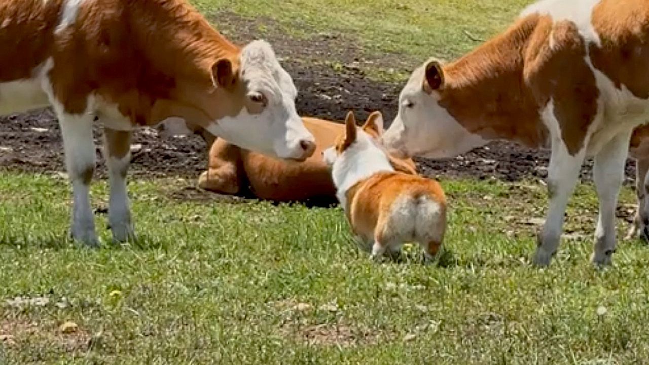 Video: Color-matched corgi blends into a cattle herd until one cow shows it the way