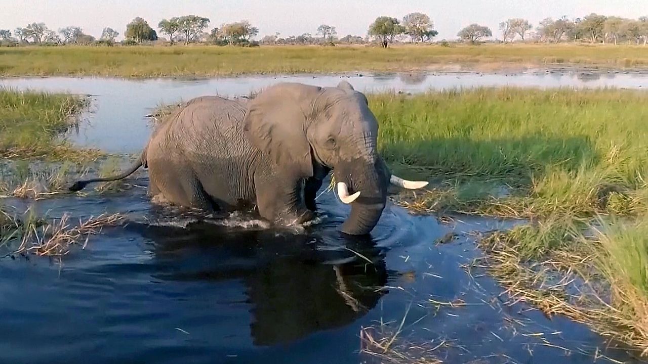 Video: WWF schlägt Alarm: Wildtierbestände um fast drei Viertel geschrumpft