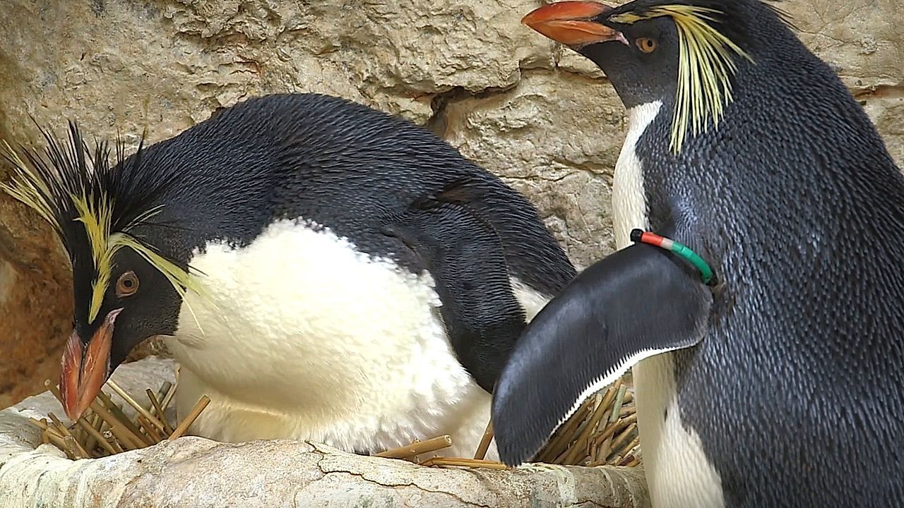 Male penguins build nests by stealing from neighbors, study finds