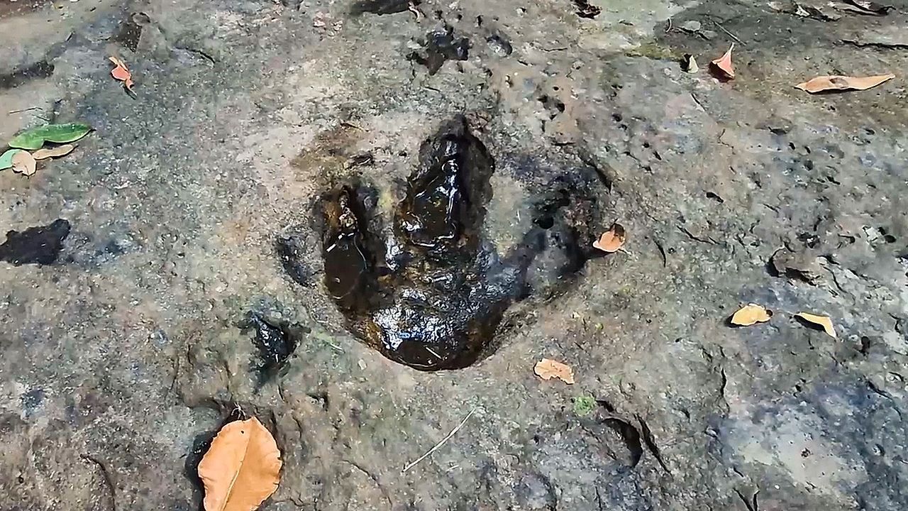 Video: Zufallsfund beim Familienausflug: Vater entdeckt Dinosaurier-Spuren