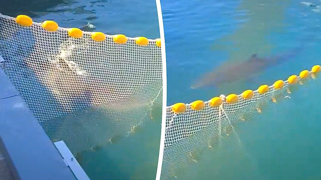 South Korea's celebrity shark back in canal, refuses to leave