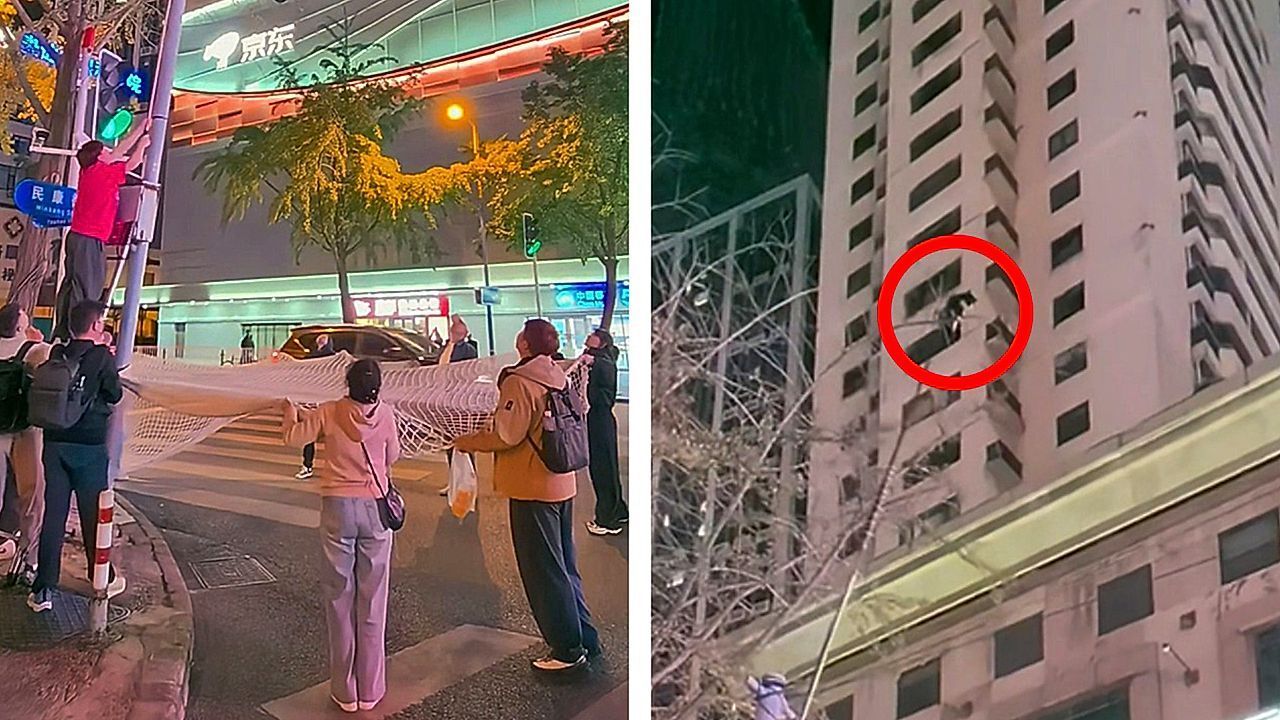 Sprung ins Netz: Helfer befreien Kätzchen aus Baum in China