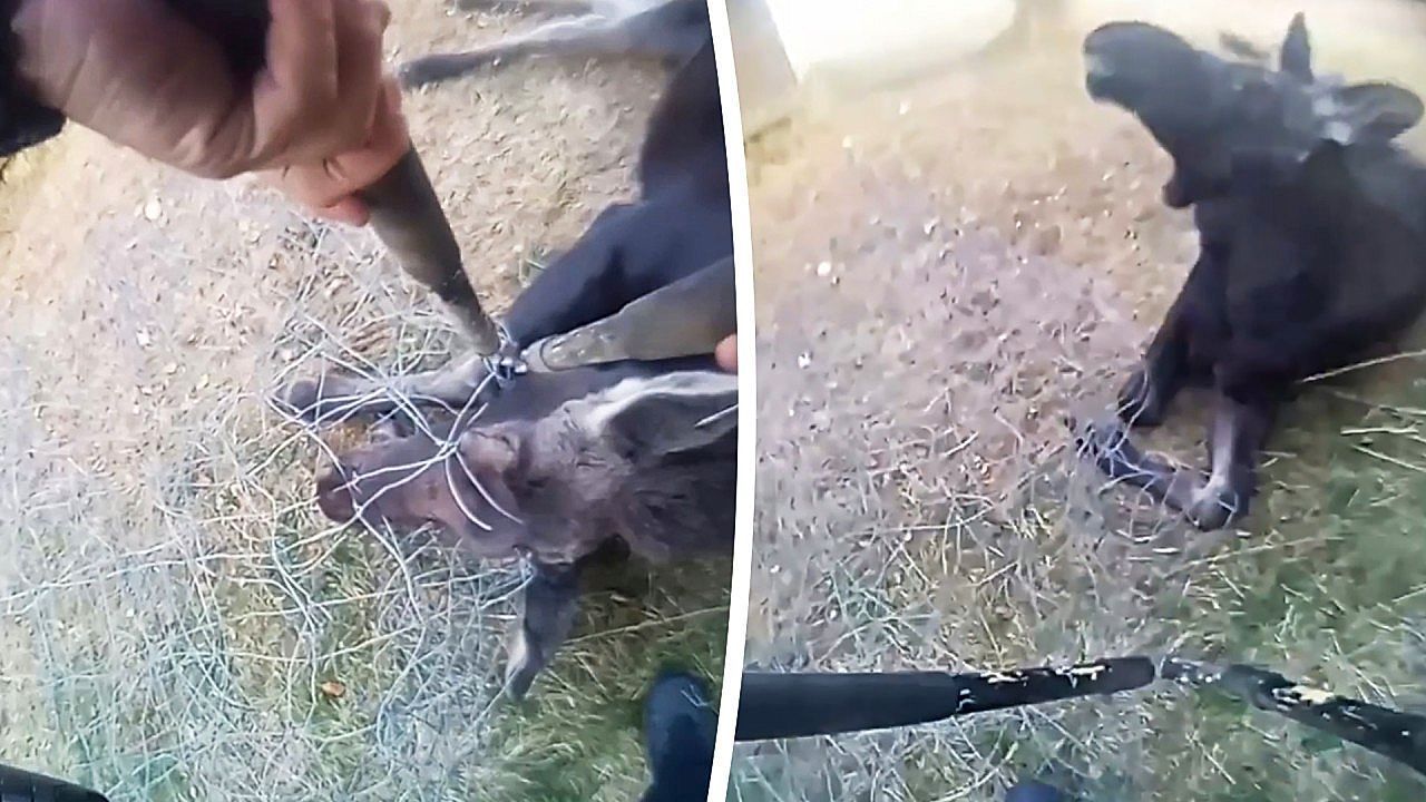 Idaho officer uses bolt cutters to free young moose tangled in wire fence