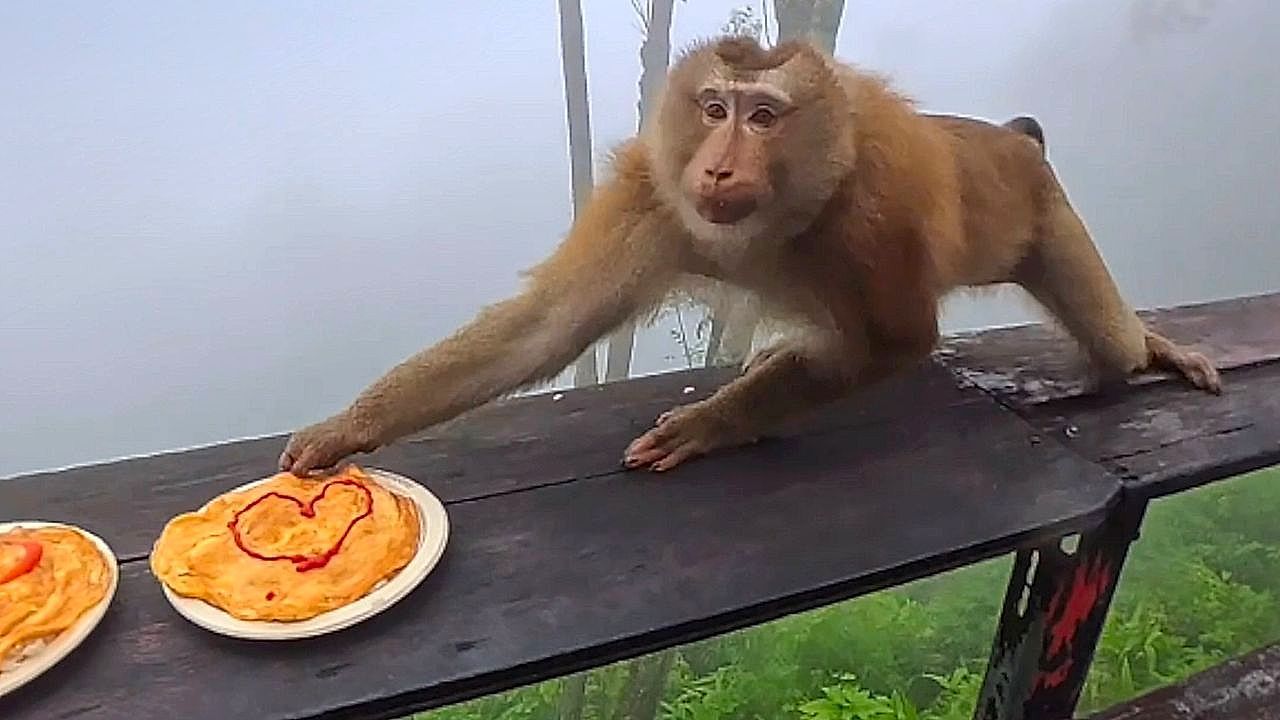 Hungry monkey snatches couple's heart-decorated omelet during romantic date