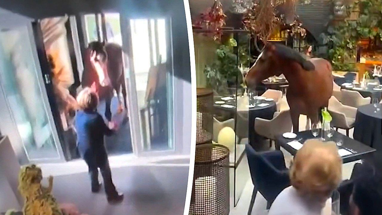 Gast ohne Reservierung: Pferd trabt durch Fünf-Sterne-Restaurant in Belgien