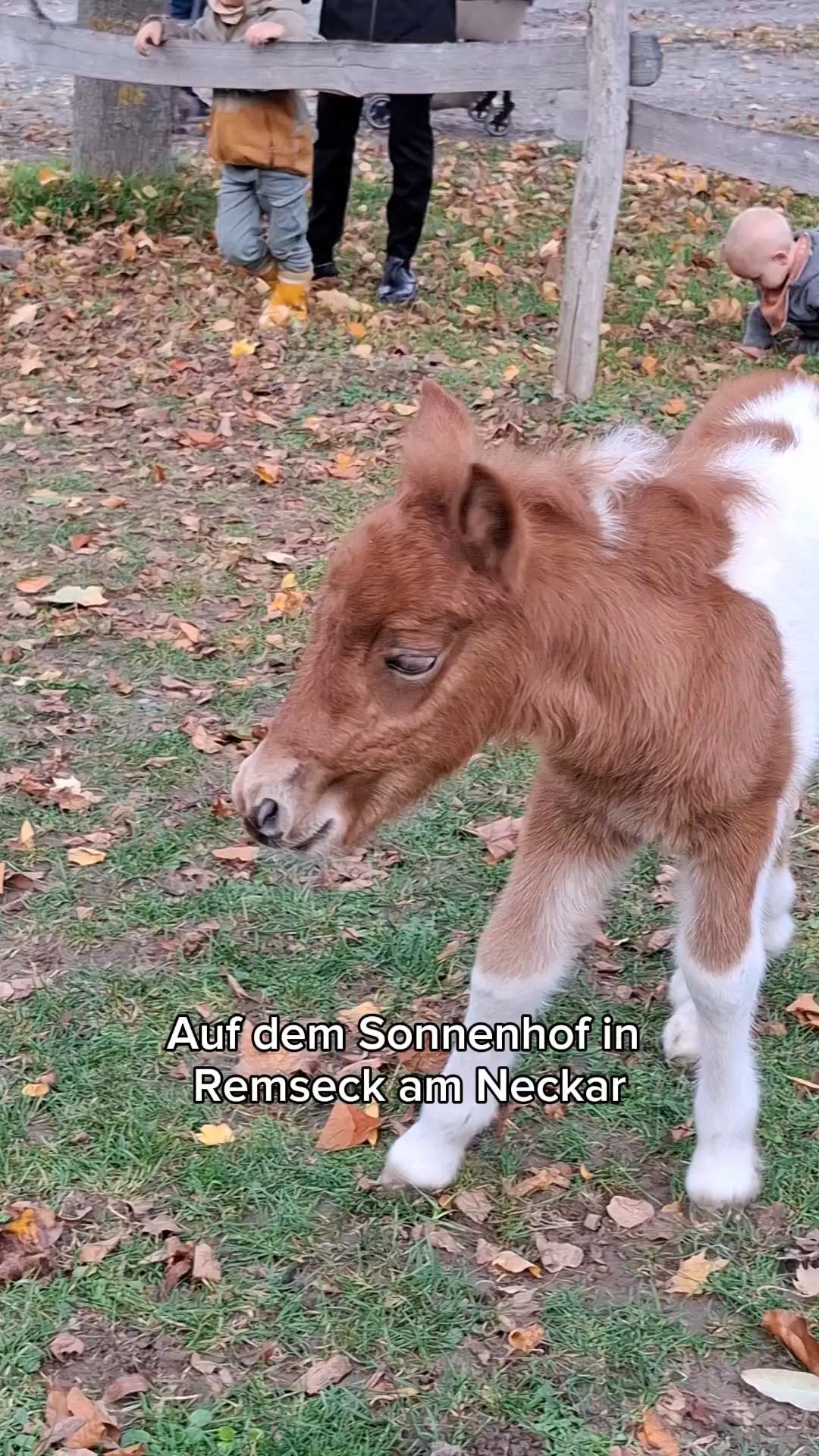 Fohlen auf dem Sonnenhof hat einen Namen