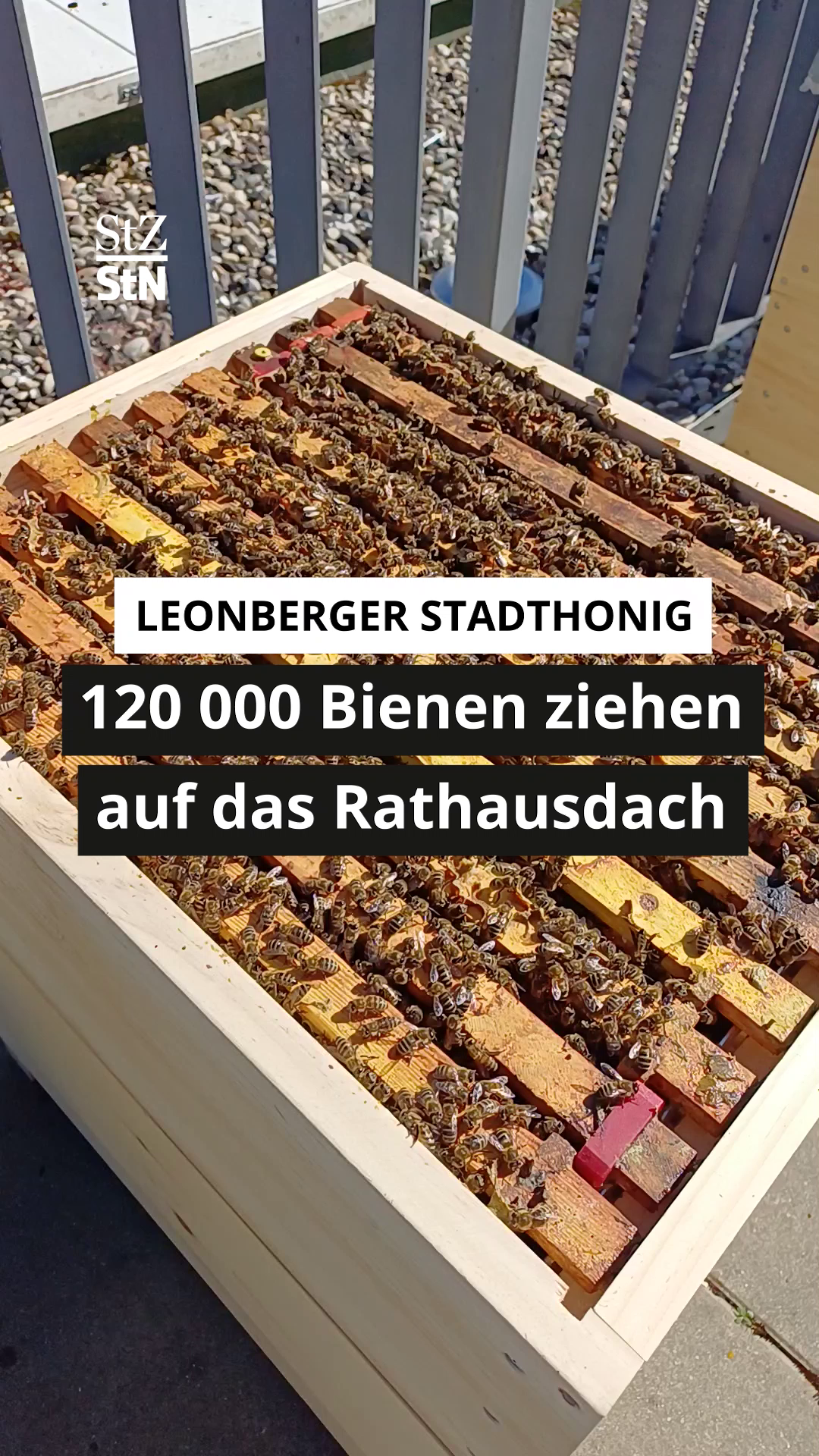 Video: 120 000 Bienen auf dem Leonberger Rathausdach: Diese Aufgaben haben sie