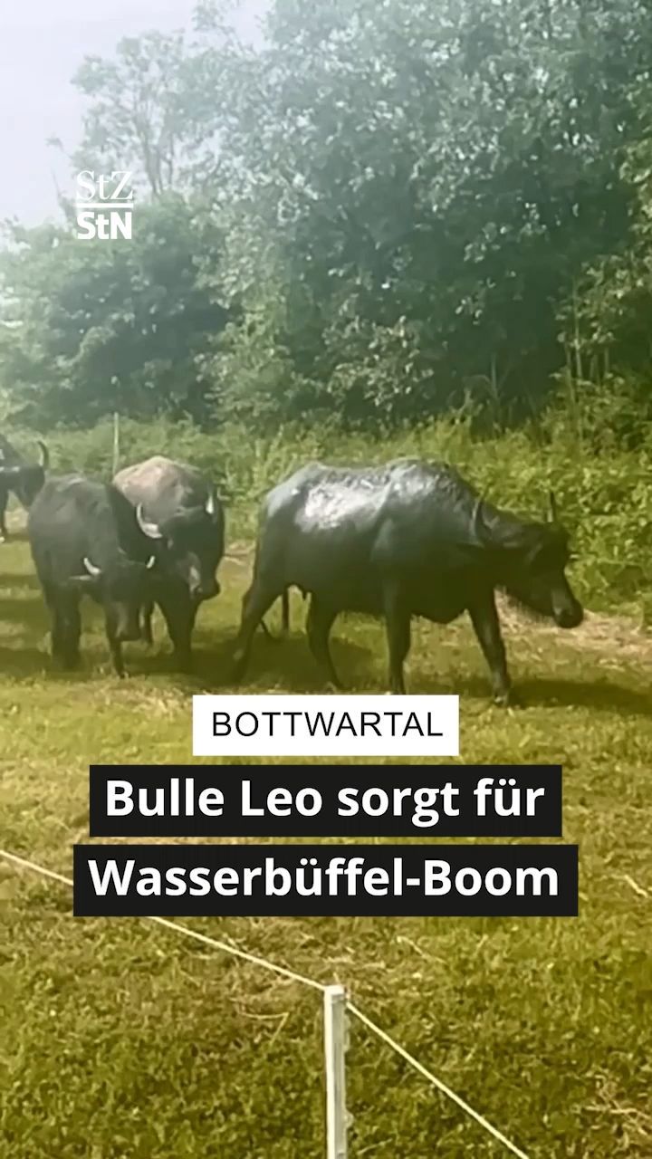 Video: Bulle Leo sorgt für Wasserbüffel-Boom – Herde inzwischen zu groß