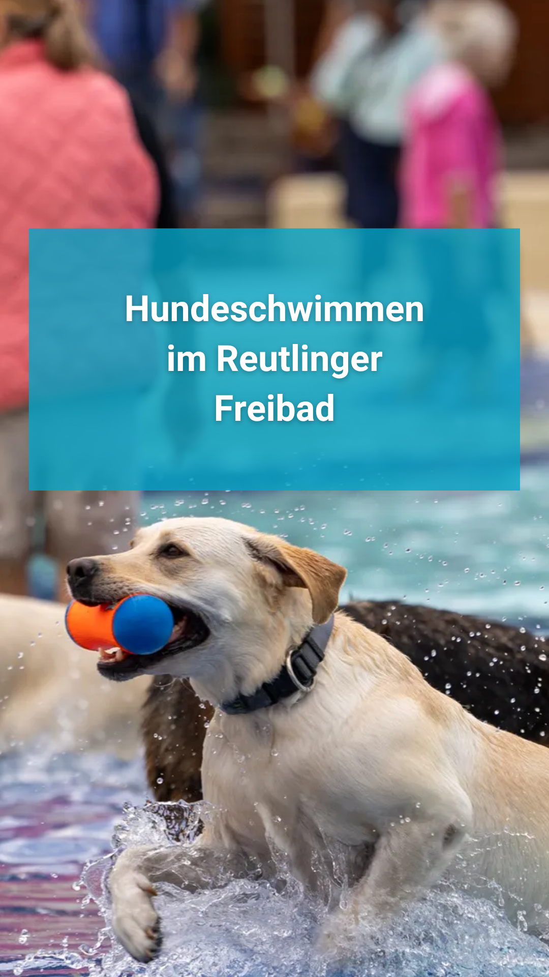 Video: Hundeschwimmen im Reutlinger Freibad