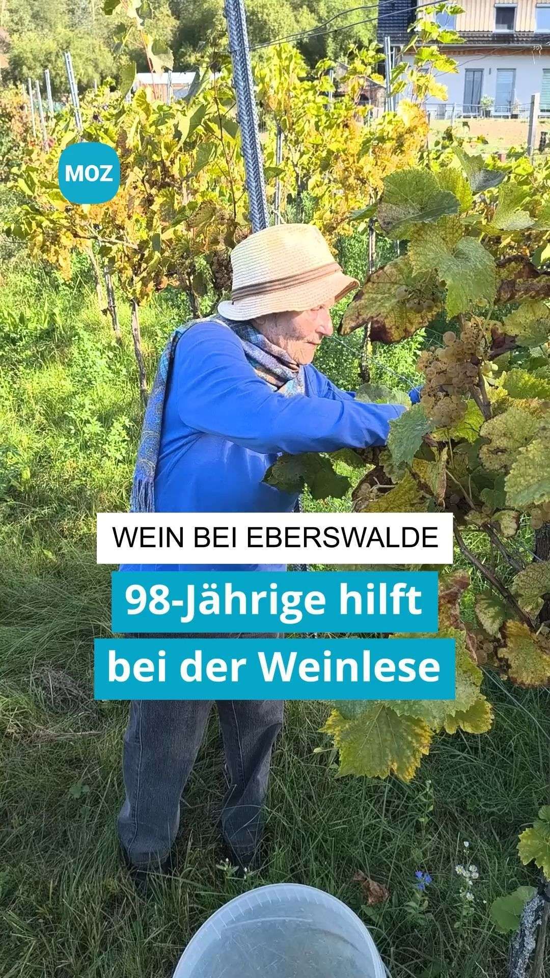 Video: 98-Jährige hilft bei der Weinlese in Niederfinow