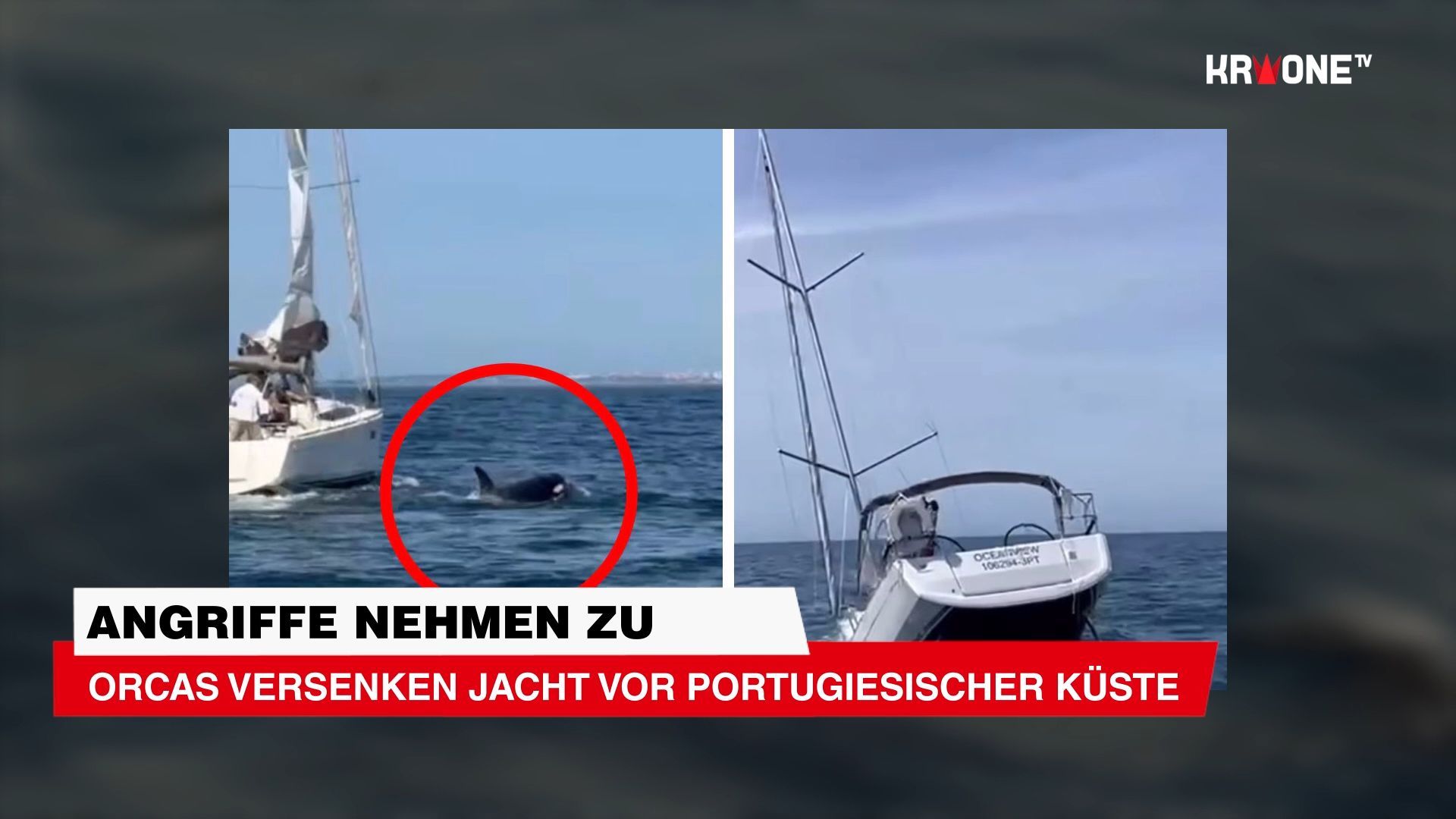 Video: Orcas versenken Jacht vor portugiesischer Küste