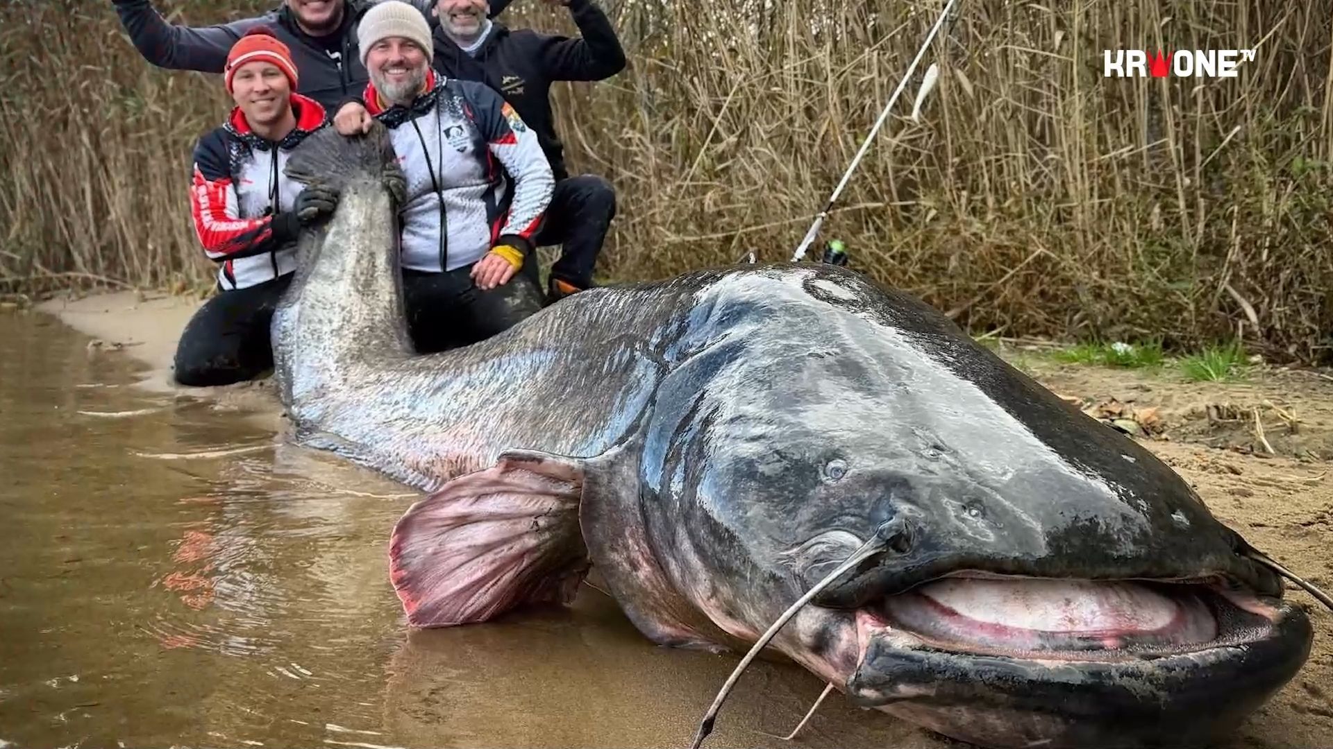 Angler catch giant catfish - new record!