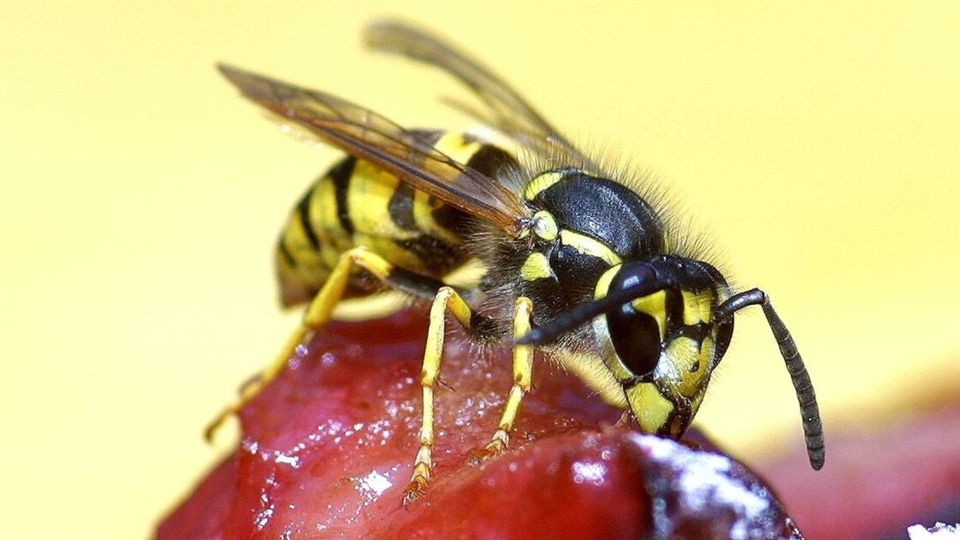 Faktencheck: Warum Wespen so aggressiv wirken