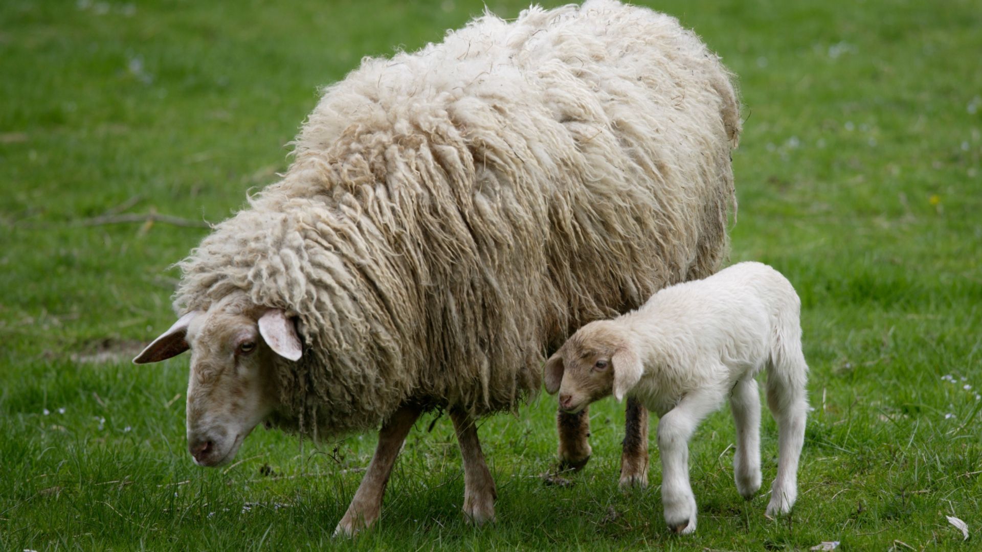 In Bayern gibt es wieder mehr Schafe