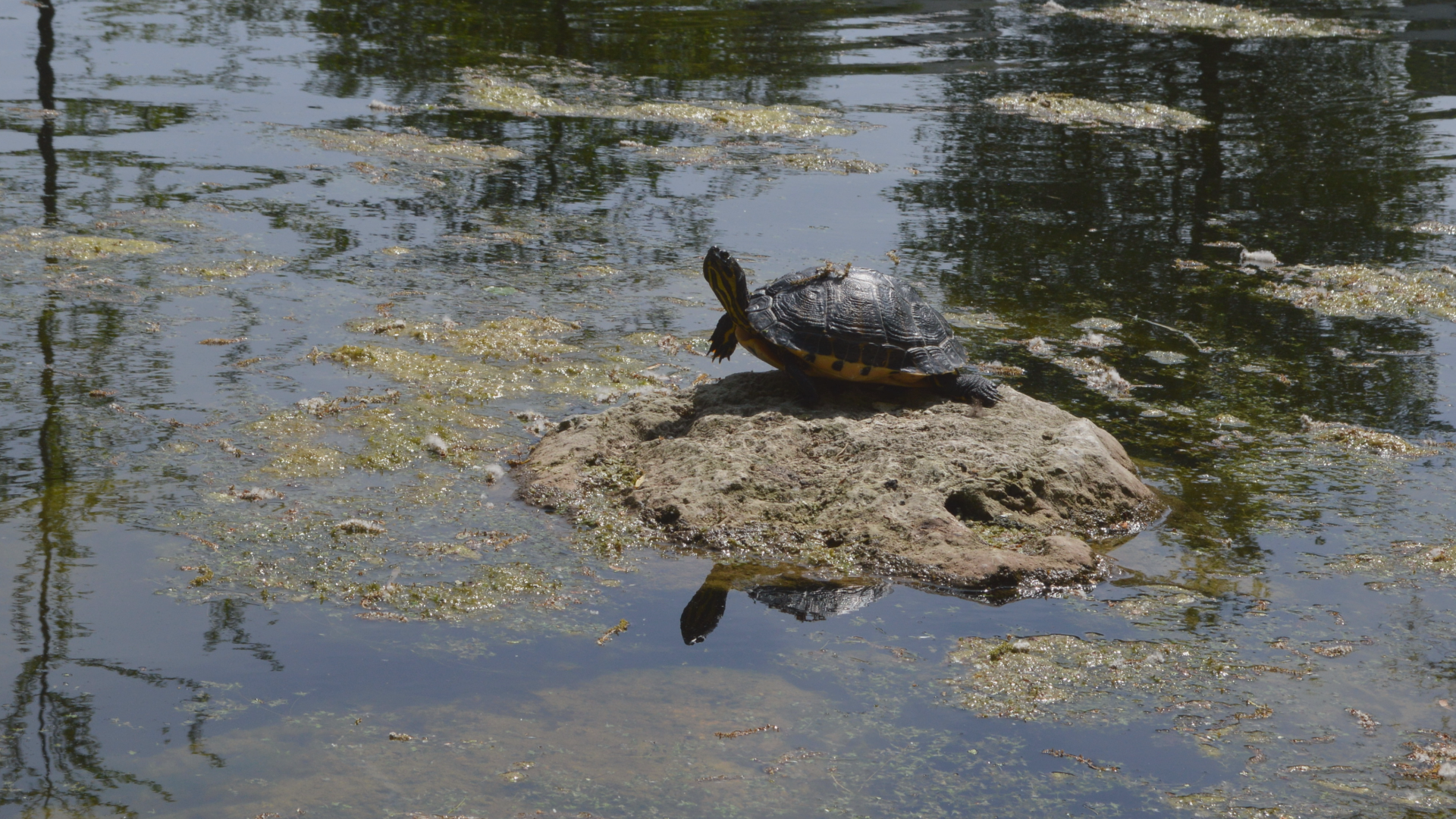 Regensburg: Im Karl-Freitag-Park lebt eine große Schildkröte