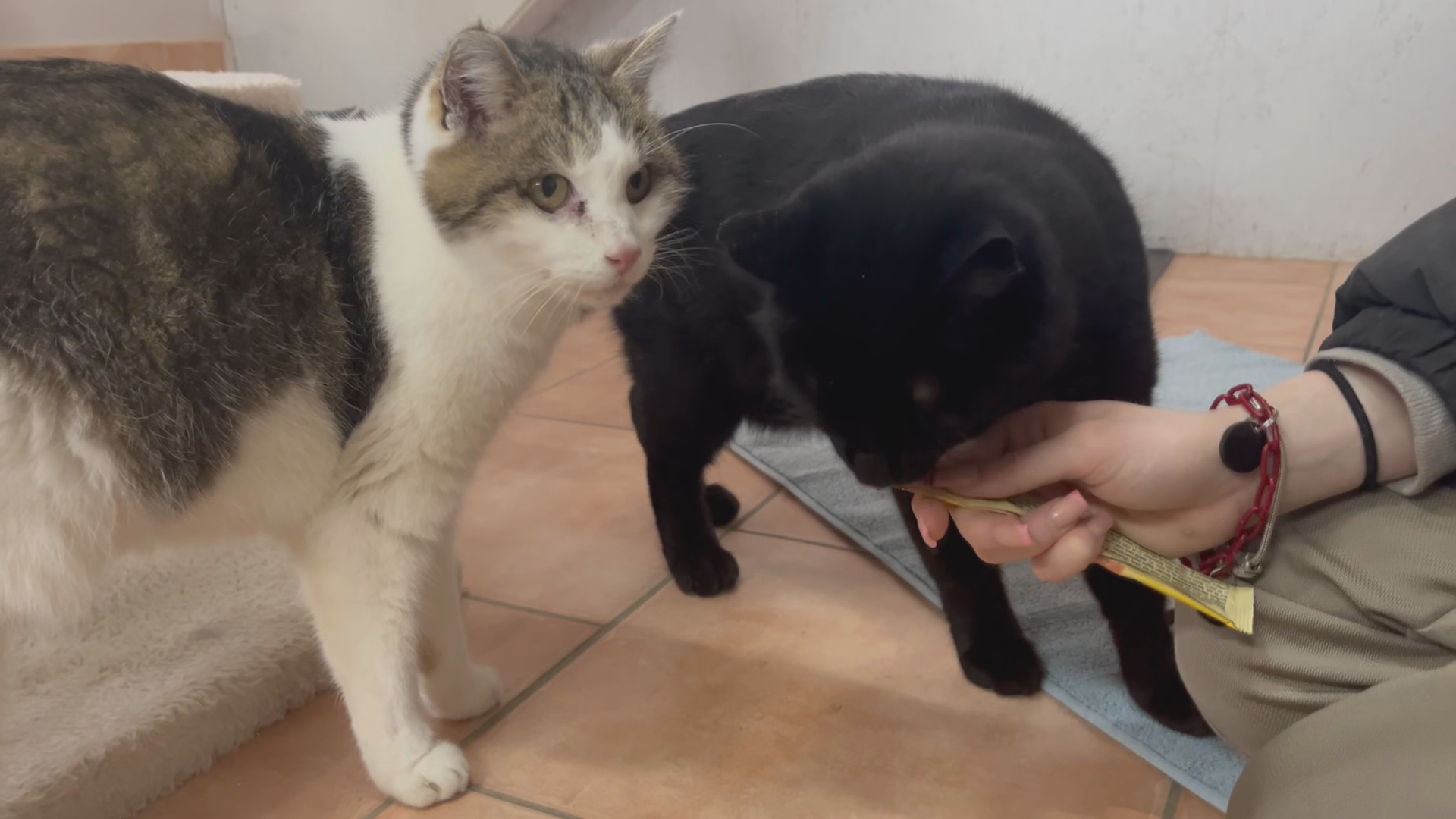 Tiere der Woche: Mimmi und Morle
