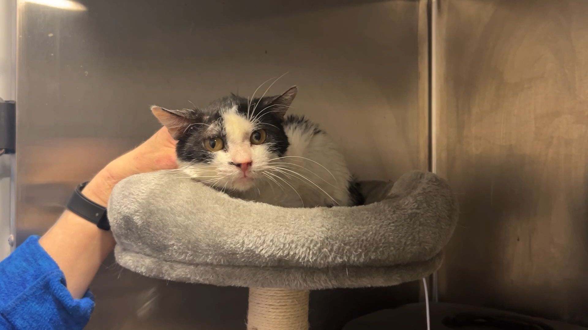 Video: Regensburg bekommt eine Katzenschutzverordnung